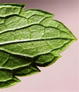   Leaf - Abaxial surface (Gland-dotted)
